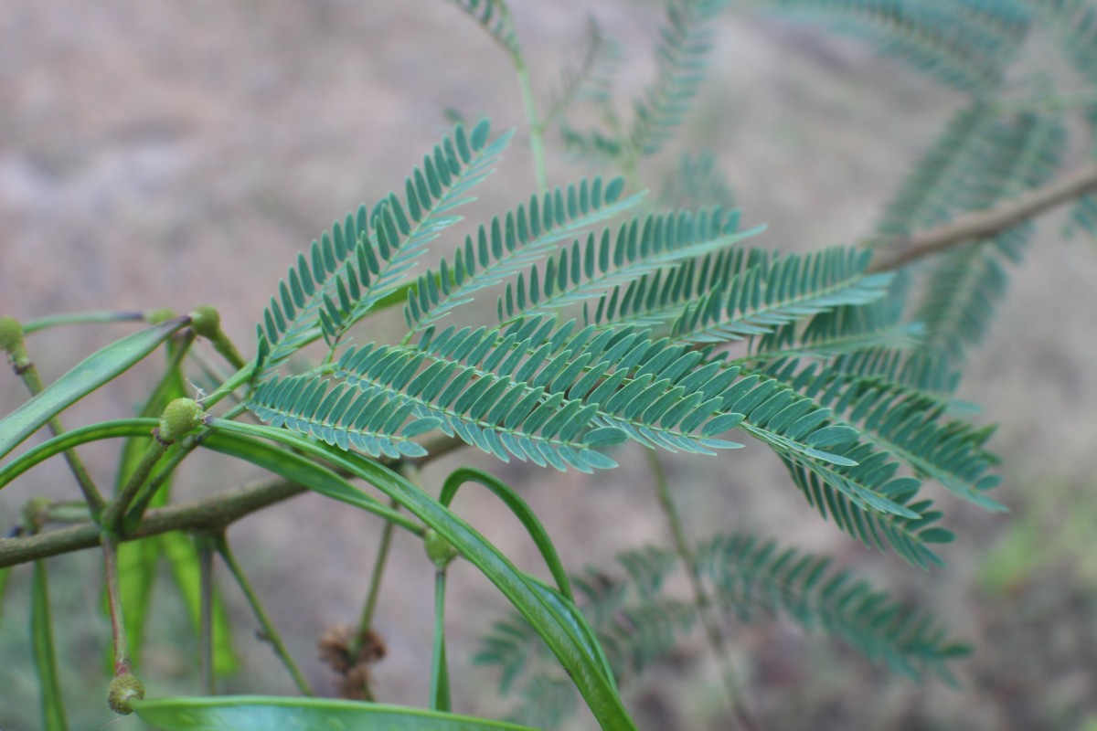 Leucaena leucocephala (Lam.) de Wit